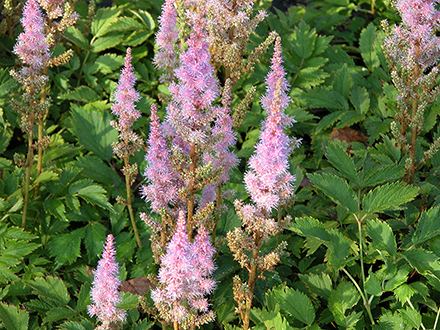 Astilbe Pumila